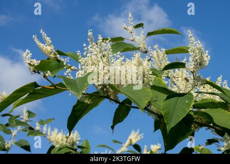 Japanische Knotweed, Fallopia japonica, Blumen, Fallopia, Blüten, Knoweed, Reynoutria, Blooming, gegen blauen Himmel Stockfoto