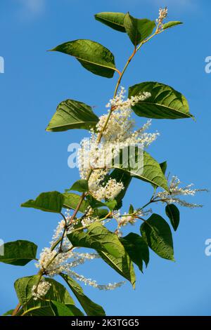 Weiße Blume auf einem Stamm mit Blättern Japanische Knotweed Fallopia japonica Reynoutria Spätsommer blüht, Himmel Stockfoto