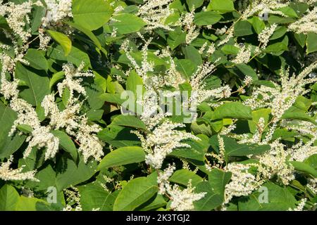 Hardy, Blumen, Blühend, Fallopia, Japanisches Knotweed, Asian Knotweed, Reynoutria, Blooming, Fallopia japonica, Knotweed Stockfoto