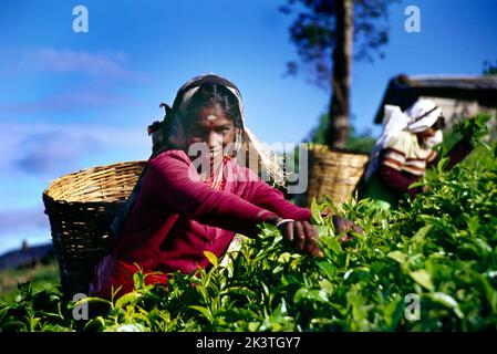 N'eliya Sri Lanka Tea Pickers Ernte Teeblätter auf Plantation Stockfoto