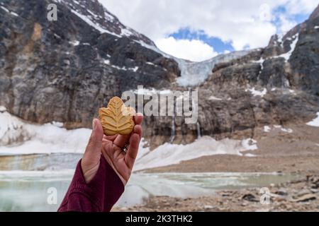 Hand hält einen ikonischen Ahornblatt-Cremekekieaus hoch, während Sie Mt. Edith Cavell und Angel Glacier Stockfoto