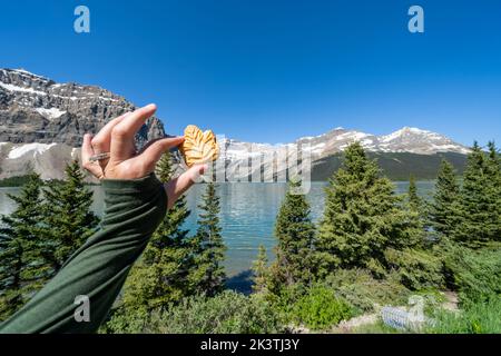 Hand hält einen berühmten Ahornblatt-Cremekekiefer am Bow Lake im Banff National Park Canada hoch Stockfoto
