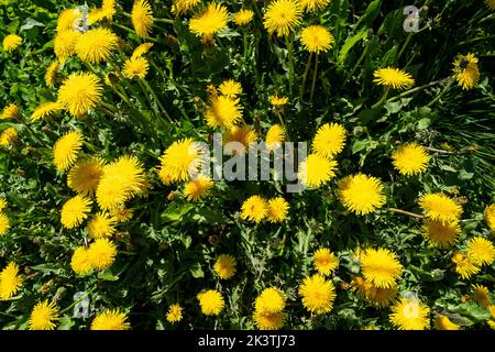 Nahaufnahme eines Strauchens von Dodaillon-Unkraut, das im Sonnenschein wächst Stockfoto