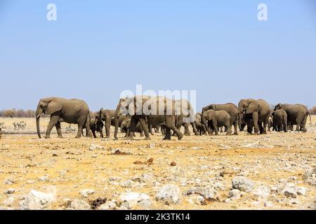 Eine große Herde afrikanischer Elefanten, die durch die trockene Savanne in Rietfontein mit einem strahlend klaren blauen Himmel im Etosha National Park, Namibia, wandern Stockfoto