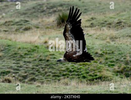 Griffon-Geier fliegen auf dem Col du Pourtalet, Vallee D'Ossau in den pyrenäen an der Grenze zu Frankreich und Spanien. Stockfoto