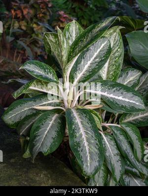 Schöne aglaonema Queen of Siam Hybrid aka chinese Evergreen, eine tropische Pflanze mit grünem, silbernem und weißem Laub Stockfoto