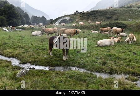 Rinder und halbwilde Pferde grasen am Col du Pourtalet, Vallee D'Ossau in den pyrenäen an der Grenze zwischen Frankreich und Spanien. Stockfoto