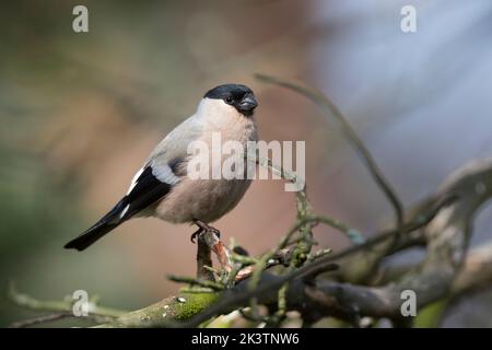 Gimpel, Dompfaff, Weibchen, Pyrrhula pyrrhula, Eurasischer Gimpel, Bullfink, weiblich, Bouvreuil pivoine Stockfoto