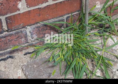 Grüne Borstenhirse, Setaria viridis, grüner Fuchsschwanz, grünes Borstengras, wilde Fuchsschwanzhirse, la Sétaire verte Stockfoto