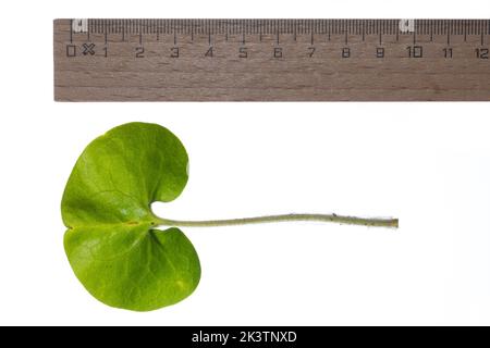 Haselwurz, Gewöhnliche Haselwurz, Asarum europaeum, Asarabacca, European Wild Ginger, Wild Ingwer, Haselkraut, Wild Spikenard, L’Asaret d'Europe, Blatt Stockfoto