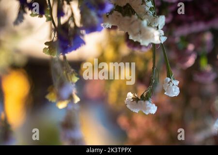 Getrocknete Blumen im Geschenkeladen Stockfoto