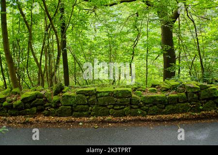 Moosige Felswand, die die Grenze zwischen Landstraße und kleinem Wald bildet, Prossen, Bad Schandau, Sächsische Schweiz, Sachsen, Deutschland. Stockfoto