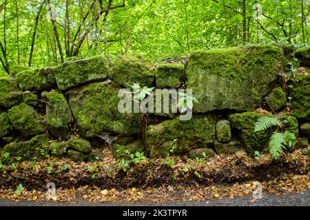 Moosige Felswand, die die Grenze zwischen Landstraße und kleinem Wald bildet, Prossen, Bad Schandau, Sächsische Schweiz, Sachsen, Deutschland. Stockfoto