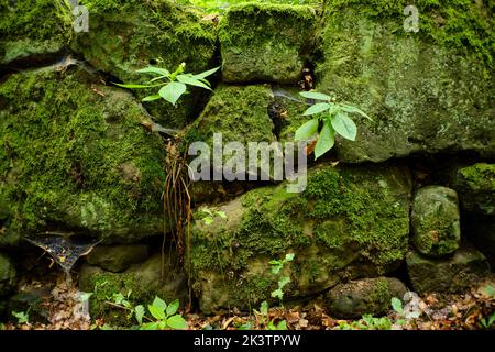 Moosige Felswand, die die Grenze zwischen Landstraße und kleinem Wald bildet, Prossen, Bad Schandau, Sächsische Schweiz, Sachsen, Deutschland. Stockfoto