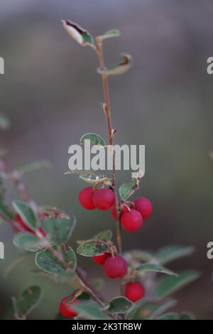 Gewöhnlicher Cotoneaster-Strauch mit roten reifen Früchten Stockfoto