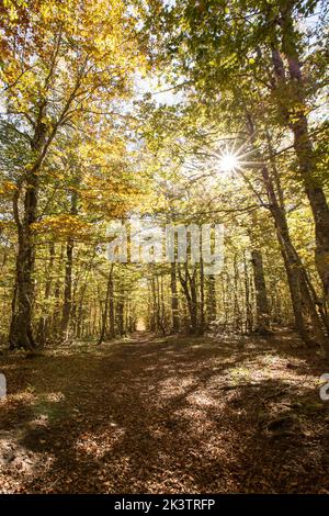 Eine vertikale Aufnahme des Herbstwaldes im Pollino National Park Stockfoto