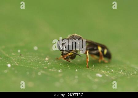 Frontale Nahaufnahme einer kleinen Schildgräberwespe, Crabro scutellatus, die auf einem grünen Blatt sitzt Stockfoto