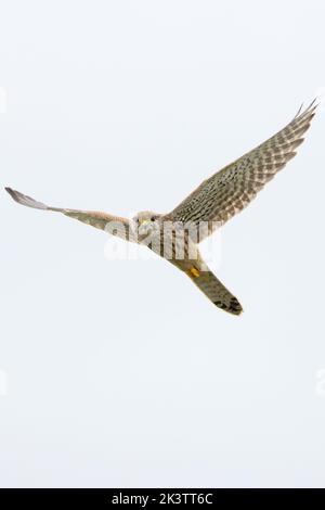 Gemeiner Turmfalken (Falco tinnunculus) Cley Norfolk UK GB September 2022 Stockfoto