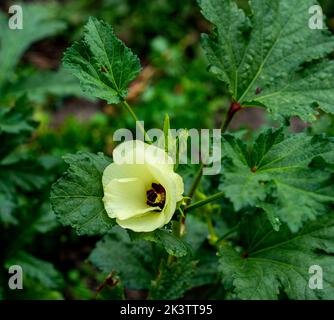 Nahaufnahme der Okra-Blume (Abelmoschus esculentus) Stockfoto