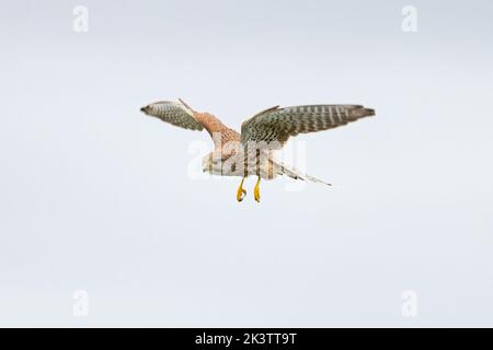 Gemeiner Turmfalken (Falco tinnunculus) Cley Norfolk UK GB September 2022 Stockfoto