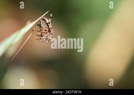 Kreuzspinne gedrängt, mit Beute auf einem Grashalm. Ein nützlicher Jäger unter Insekten. Arachnid. Tierfoto aus der Wildnis. Stockfoto
