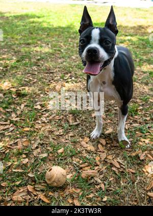 Netter Hund draußen in ihrem Hinterhof mit ihrem Ball. Stockfoto