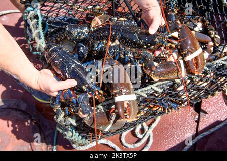 Hummerfang im Hafen von Newlyn in Cornwall, Großbritannien Stockfoto