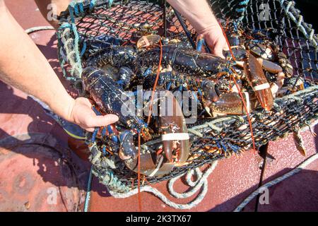 Hummerfang im Hafen von Newlyn in Cornwall, Großbritannien Stockfoto