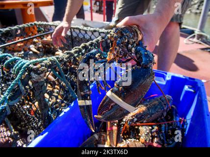 Hummerfang im Hafen von Newlyn in Cornwall, Großbritannien Stockfoto