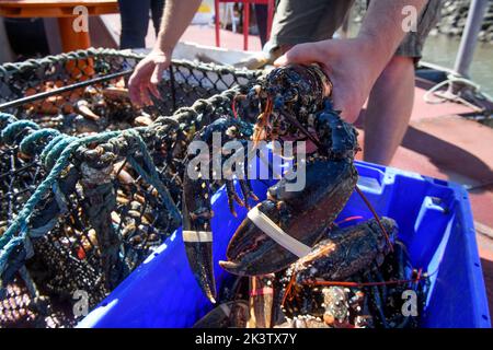 Hummerfang im Hafen von Newlyn in Cornwall, Großbritannien Stockfoto