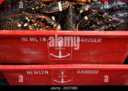 Hummerfang im Hafen von Newlyn in Cornwall, Großbritannien Stockfoto