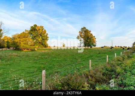 Rinder weiden auf rauem Grasland bei Sonnenuntergang Stockfoto