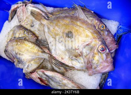 John Dory im Hafen von Newlyn in Cornwall, Großbritannien Stockfoto