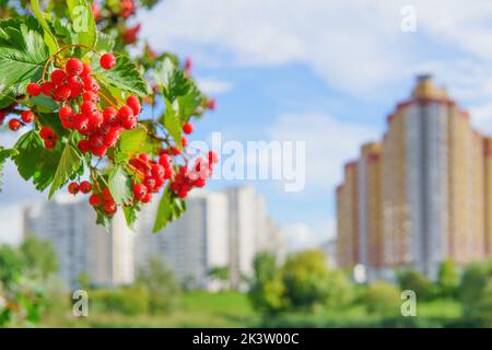 Nahaufnahme eines Vogelbeerbaums vor einer unfokussierte Stadtlandschaft mit Kopierraum. Stockfoto