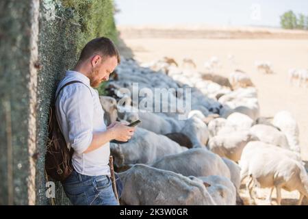 Seitenansicht eines jungen Schäfers mit Stock, der sich an einer Wand stützt, während er auf dem Mobiltelefon nach einer Herde wolliger Schafe sucht, die auf trockenem Gr. Grasen Stockfoto