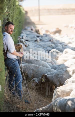 Seitenansicht eines jungen Schäfers mit Stock, der sich an einer Wand stützt, während er auf trockenem Gras in hügeligem Gelände auf s nach einer Herde wolliger Schafe Ausschau hält Stockfoto