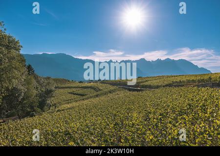 Blick auf die Umgebung von Schloss Aigle in der Schweiz Stockfoto