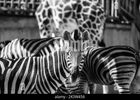 Zebras und Giraffen in einem kontrastreichen Schwarz-Weiß-Foto. Stockfoto