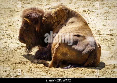 Amerikanischer Bison, der an einem sonnigen und heißen Tag auf dem Boden liegt. Stockfoto