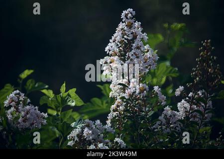 Deutzia in Blüte in einer Hecke Stockfoto