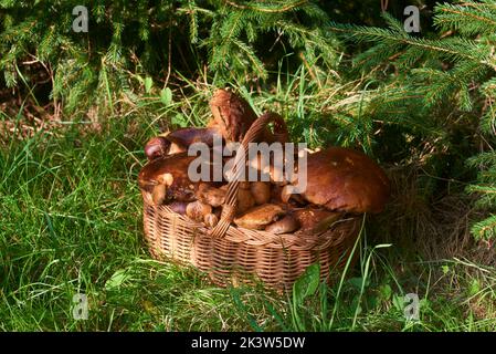Weidenkorb voll frisch gepflückter Pilze im Wald Stockfoto
