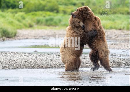 Zwei junge, alaskische Braunbären scheinen sich beim Kampfspiel am Ufer des Mikfik Creek im McNeil River State Game Sanctuary and Re zu umarmen Stockfoto