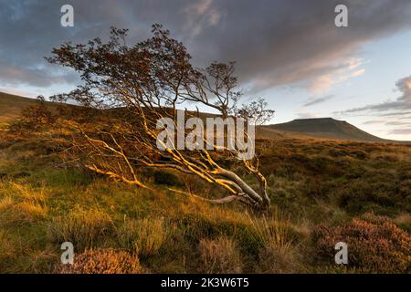 Gefallener Baum in einem Shake-Hole, im Ingleborough Nature Reserve, mit dem berühmten Berggipfel in der Ferne, Yorkshire Dales, Großbritannien Stockfoto