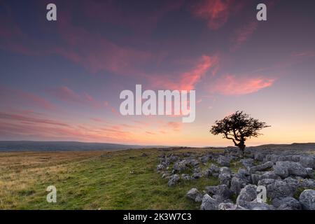 Dramatischer Sonnenuntergang über einem einäuglichen Baum am Twistleton Scar End, in der Nähe des Dorfes Ingleton in den Yorkshire Dales, Großbritannien Stockfoto