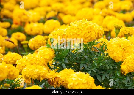 Orangefarbene und rote Ringelblumen wachsen im Sommer im Blumengarten, selektiver Fokus. Tagesetes blüht auf dem Blumenbeet. Bunte Blumen wachsen auf dem Blumenbeet Stockfoto