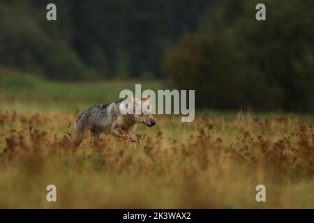 Wolf Junge läuft im Blütengras Wolf aus Finnland. Grauer Wolf, Canis lupus, auf der Sommerwiese. Wolf im Naturlebensraum. Stockfoto