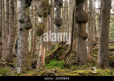 WA22081-00...WASHINGTON - Fichtenbäume mit Burlen wachsen am Rande der Küste im Olympic National Park. Stockfoto