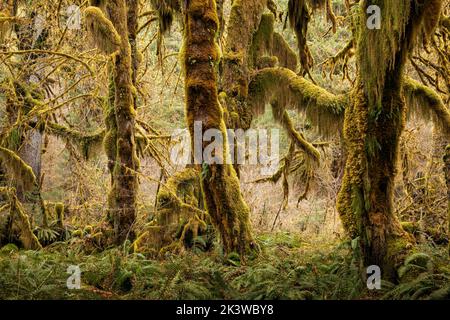 WA22093-00...WASHINGTON - mit Moos bedeckte Ahornbäume in der Hall of Mosses, einem Teil des Hoh Rain Forest, im Olympic National Park. Stockfoto