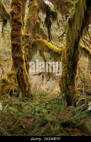 WA22094-00...WASHINGTON - mit Moos bedeckte Ahornbäume in der Hall of Mosses, einem Teil des Hoh Rain Forest, im Olympic National Park. Stockfoto