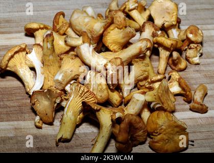 Hintergrundbild, Essen und Trinken: Herbstgemüse, eine Portion frisch gesammelter Pfifferlinge Stockfoto